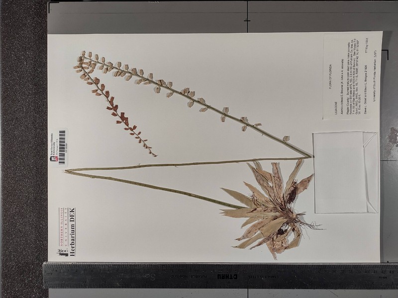Colicroot photo 6