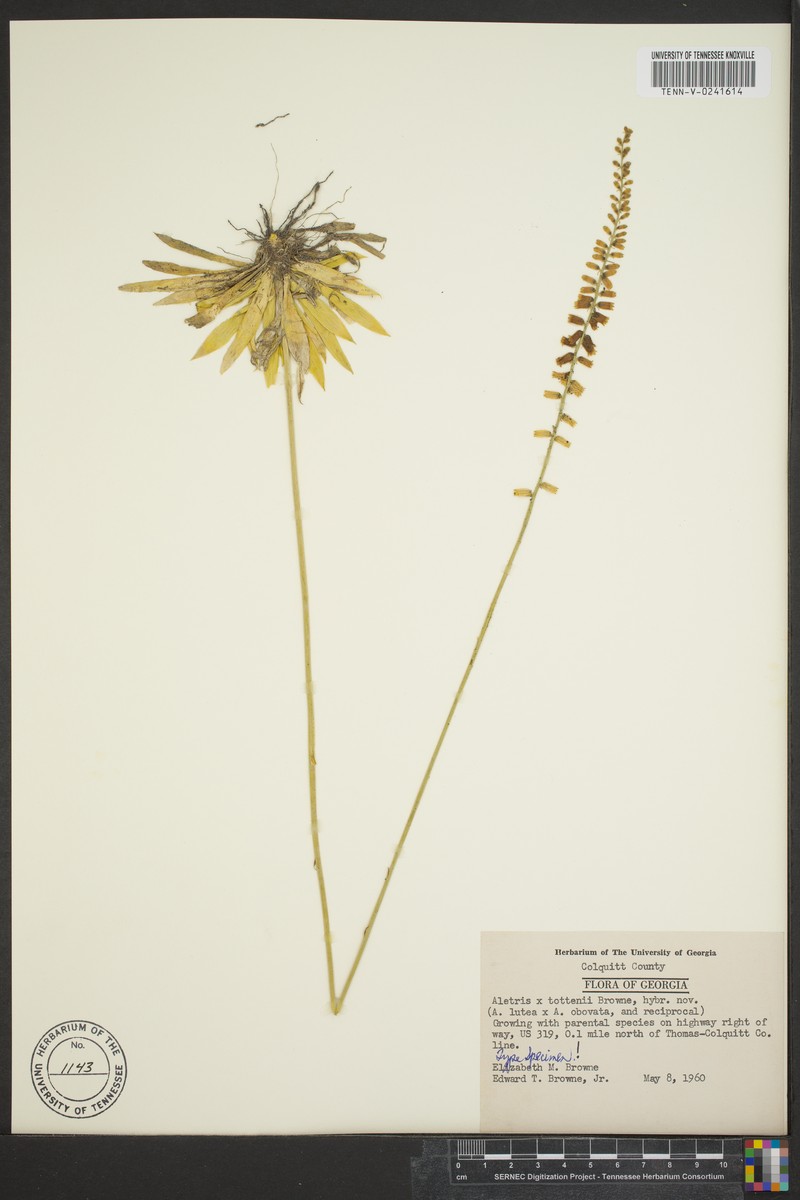 Colicroot photo 7