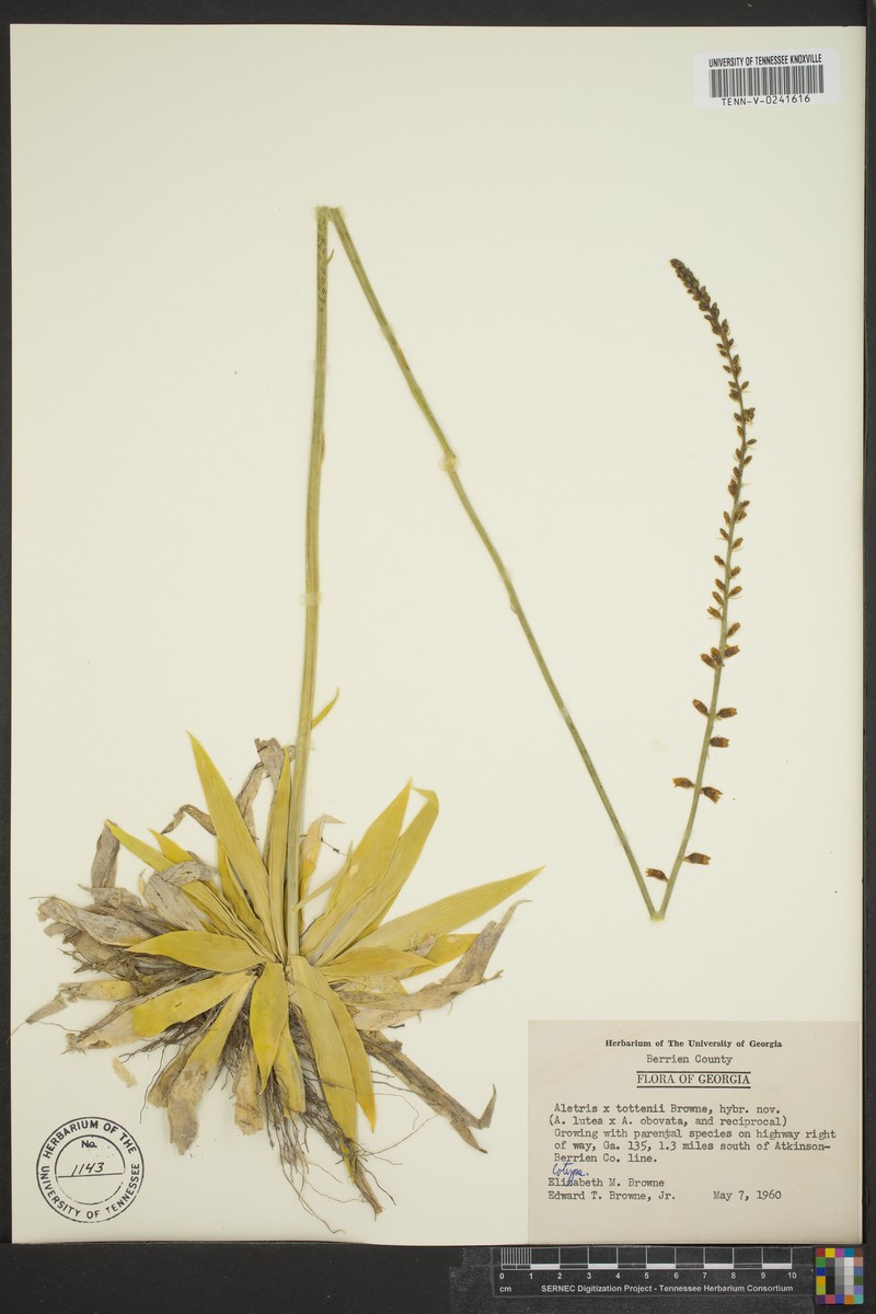 Colicroot photo 8