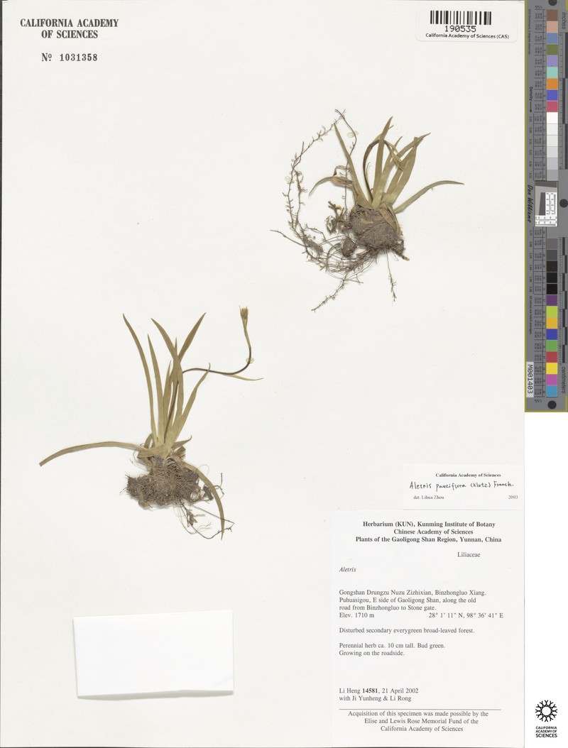 Aletris alpestris