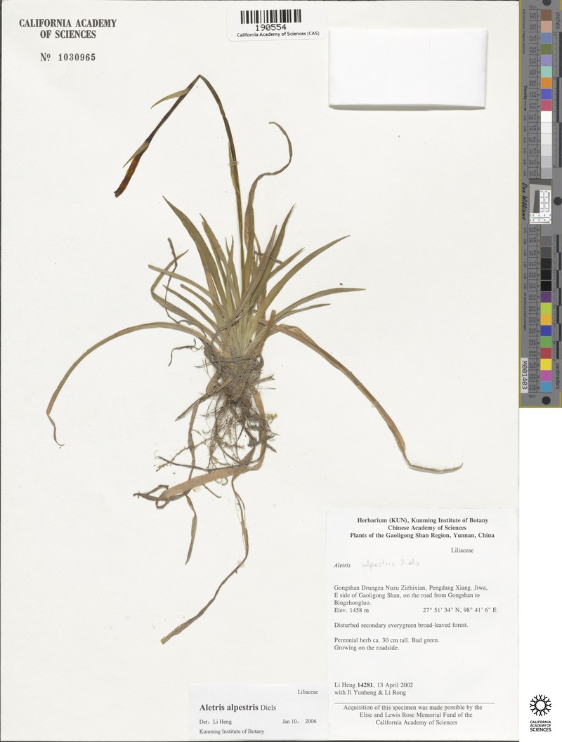 Aletris alpestris photo 2