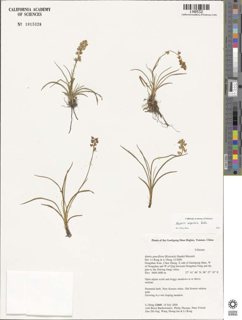 Aletris alpestris photo 3