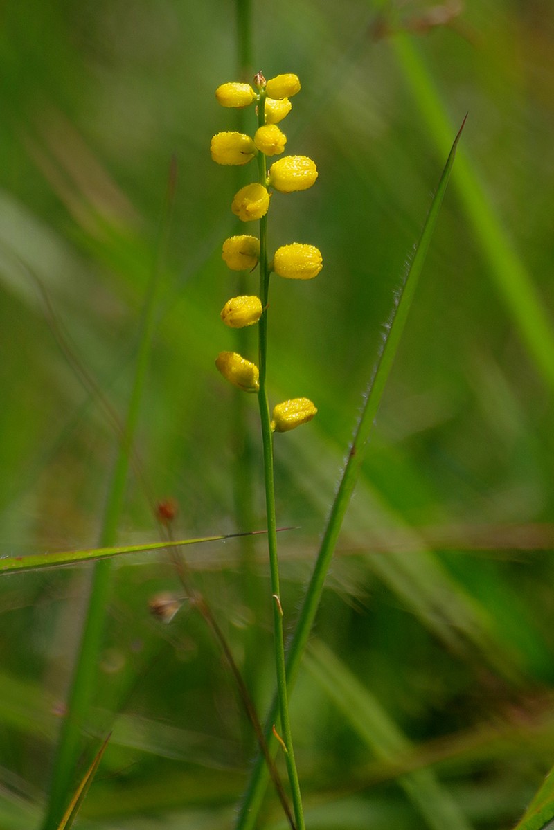Golden Colicroot photo 2
