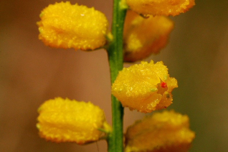 Golden Colicroot photo 3