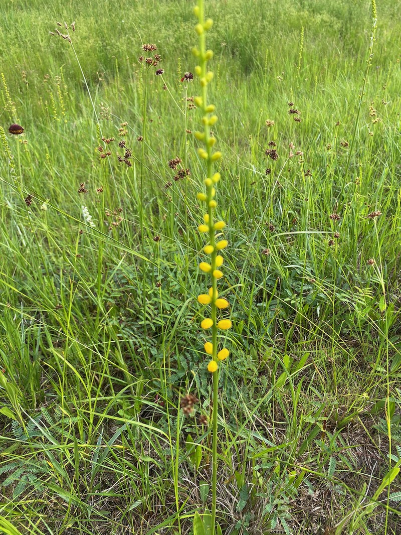 Golden Colicroot photo 4
