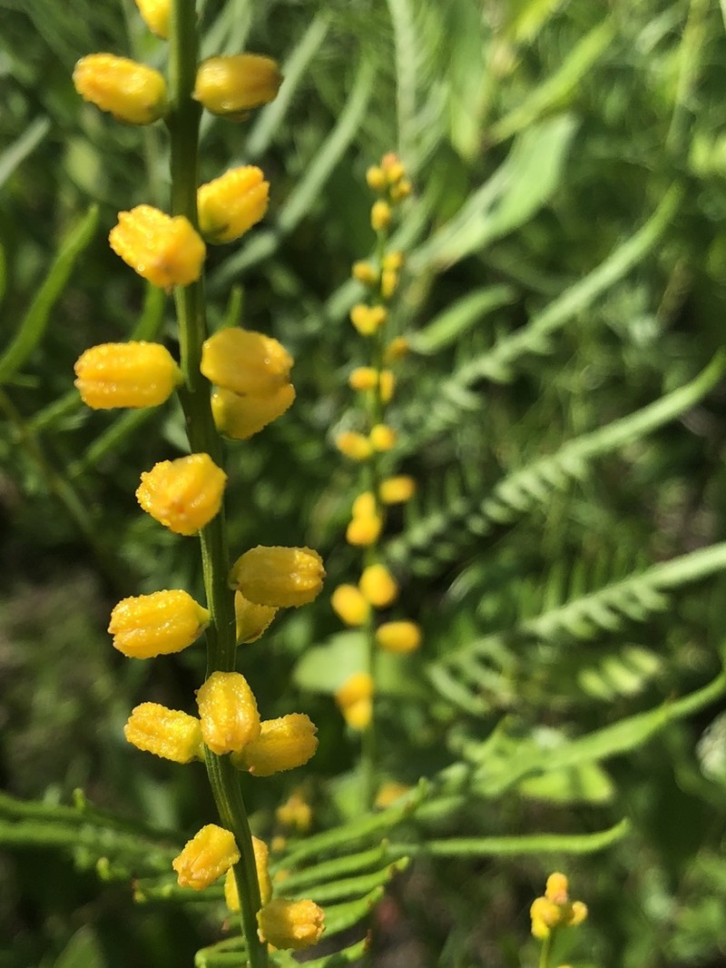 Golden Colicroot photo 5