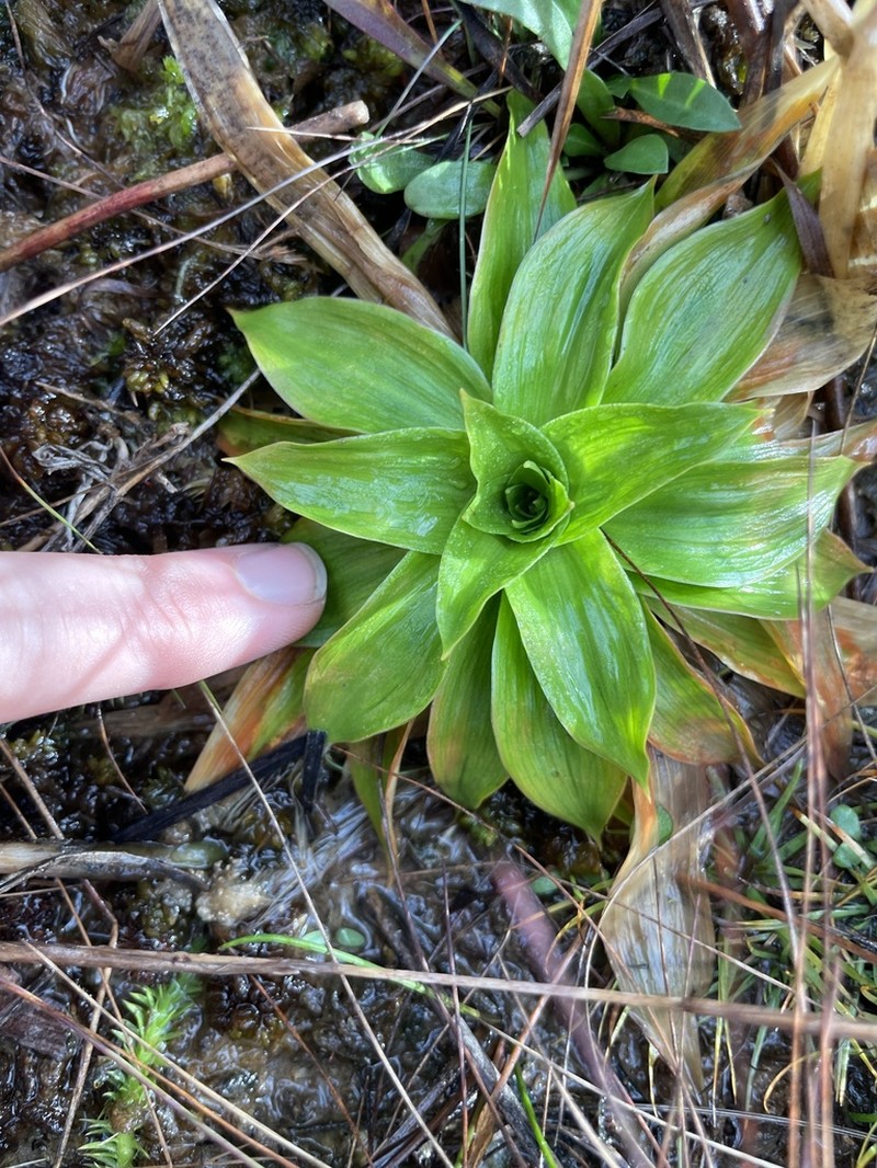 Golden Colicroot photo 6