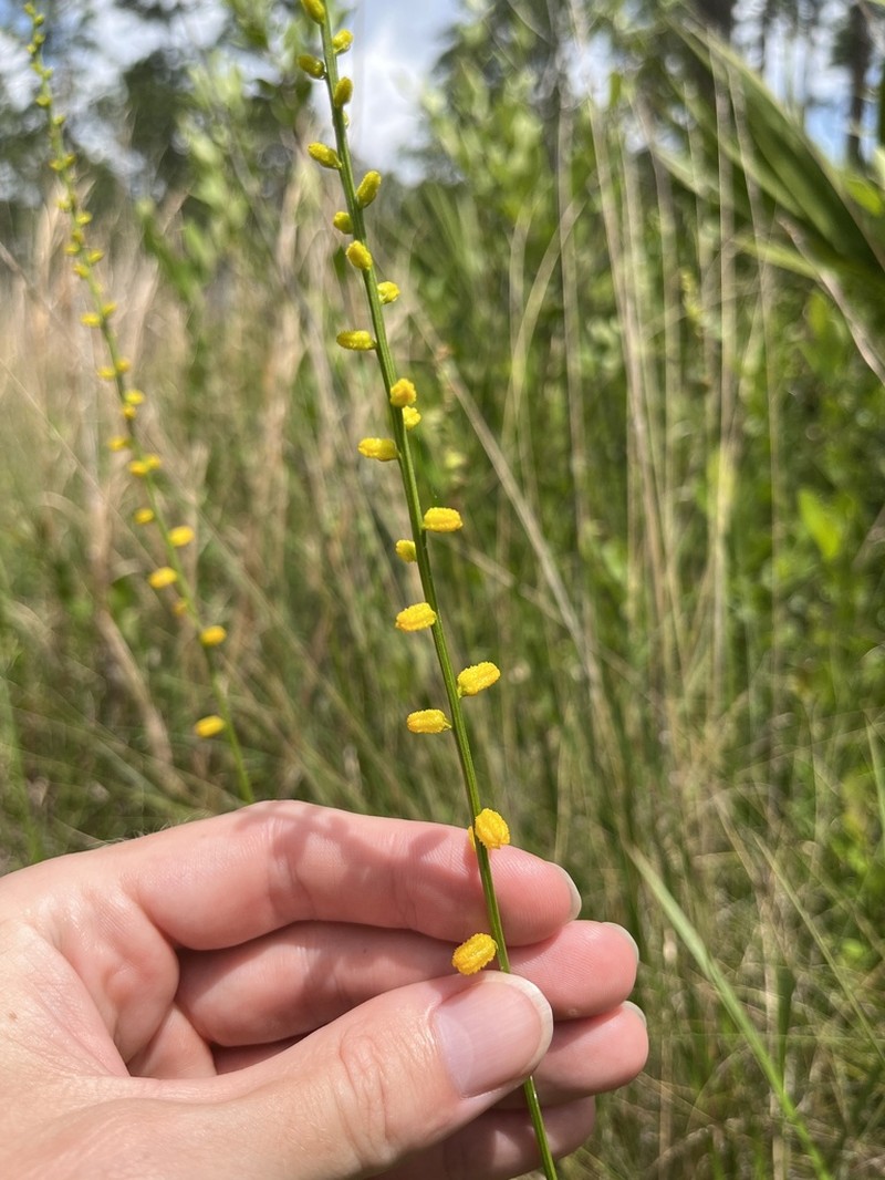 Golden Colicroot photo 7