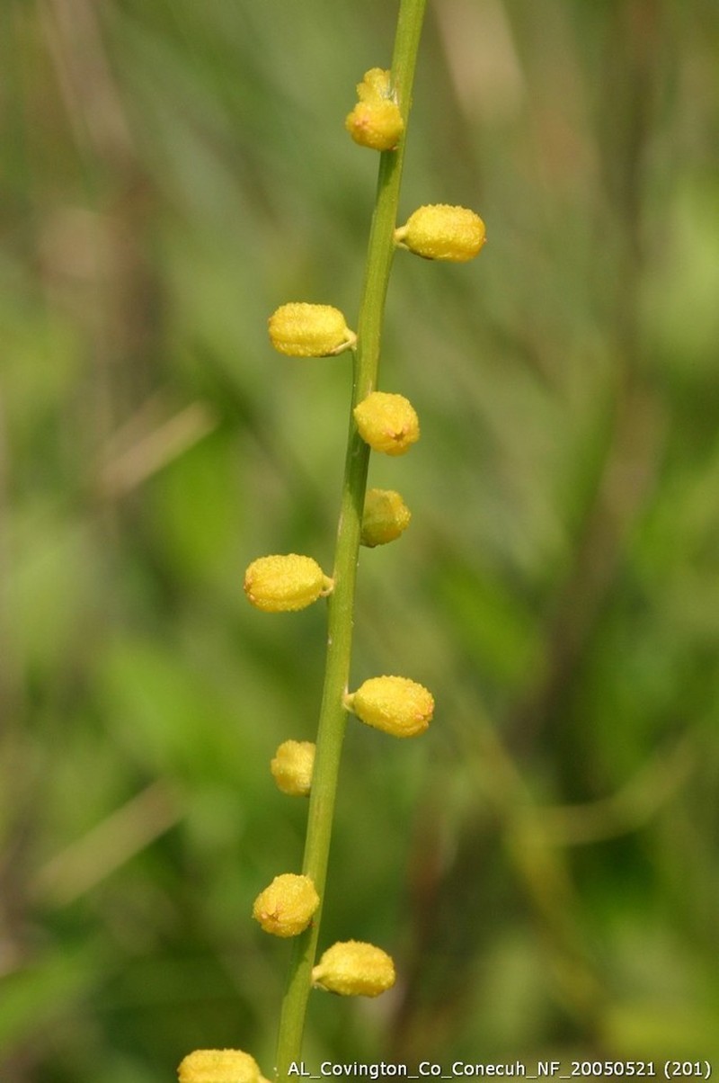 Golden Colicroot photo 8