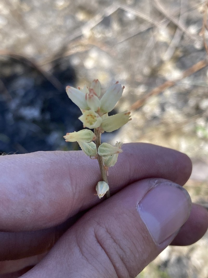 Bracted Colicroot photo 2