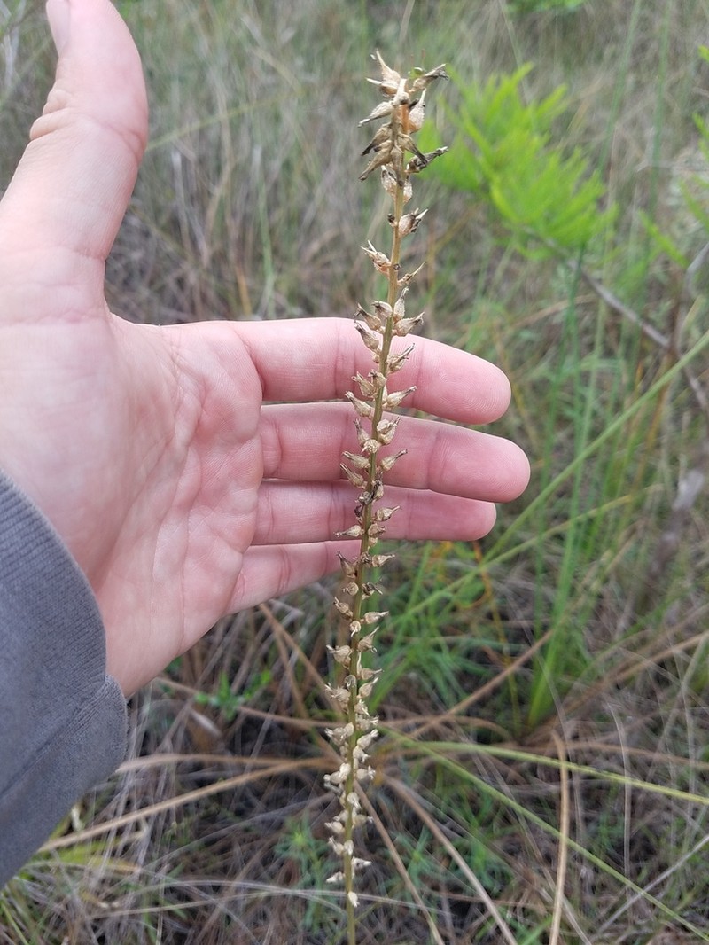 Bracted Colicroot photo 3