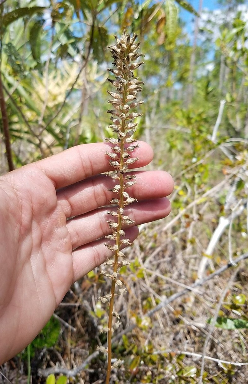 Bracted Colicroot photo 4