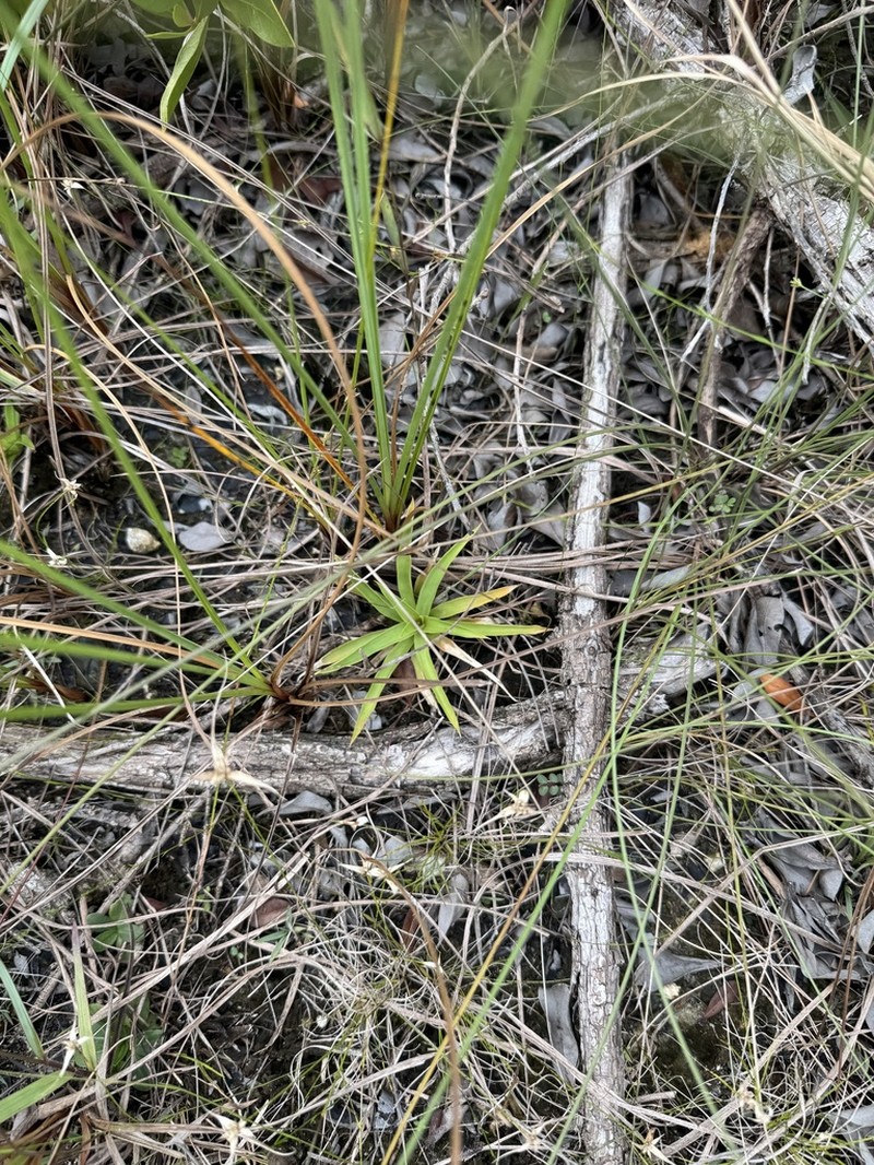 Bracted Colicroot photo 5