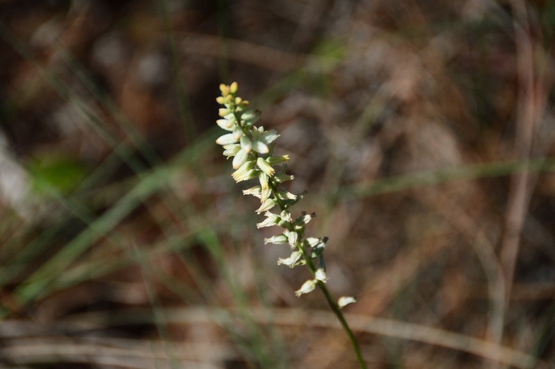 Bracted Colicroot photo 6