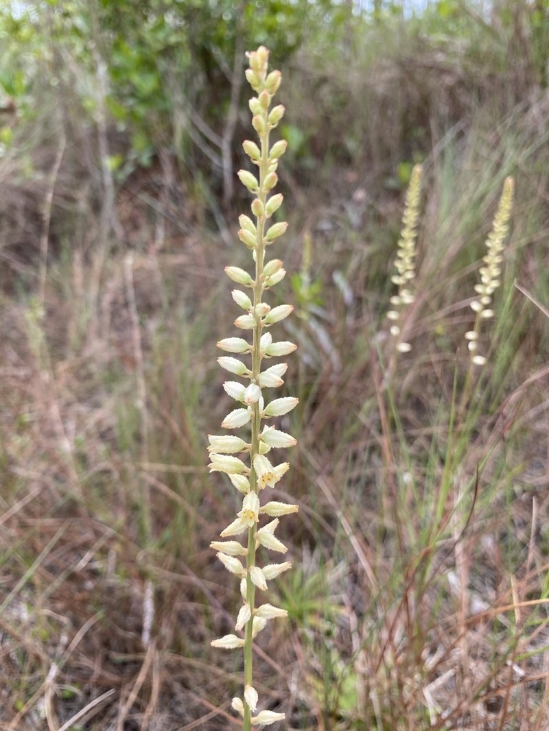 Bracted Colicroot photo 7