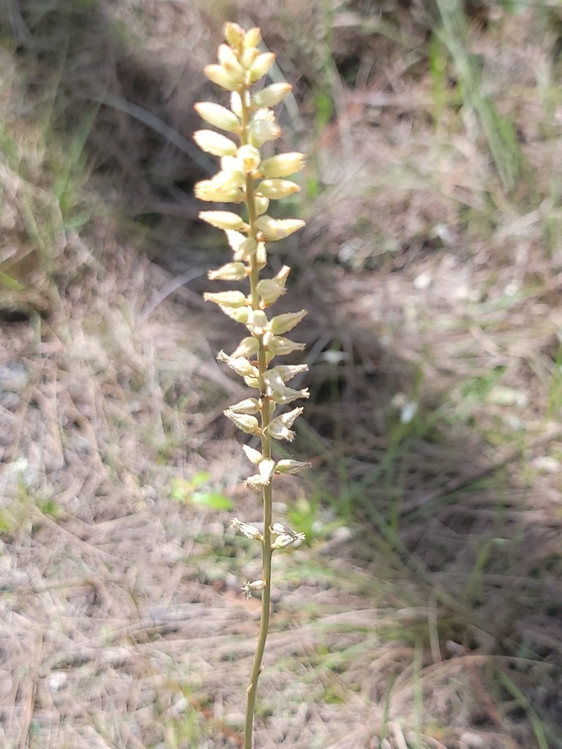 Bracted Colicroot photo 8