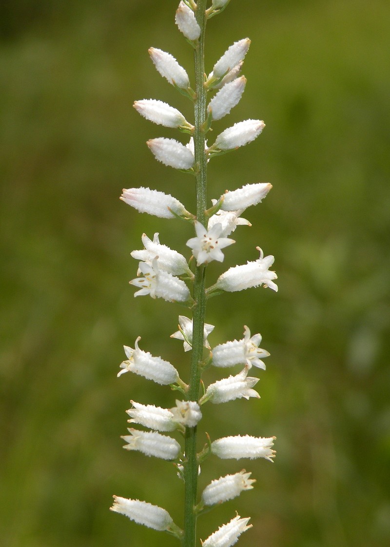 White Colicroot photo 2