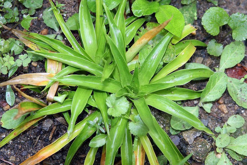 White Colicroot photo 3