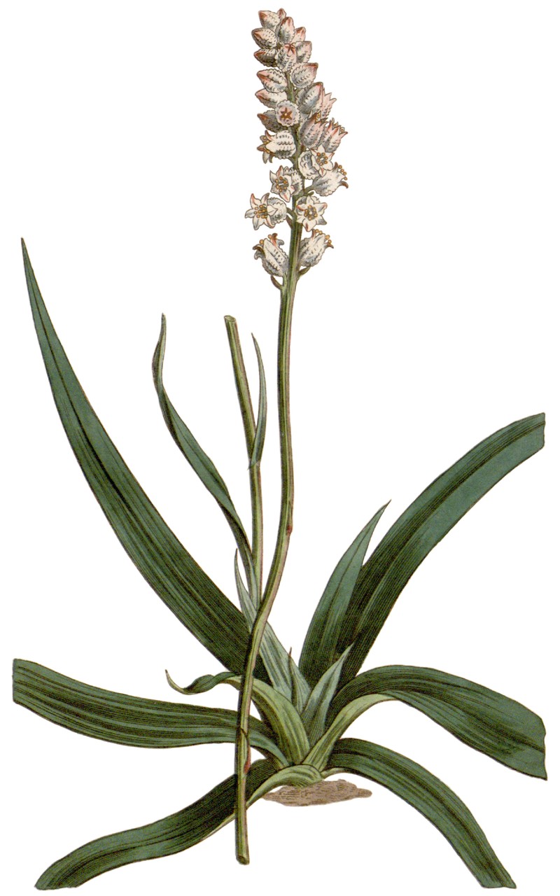 White Colicroot photo 4
