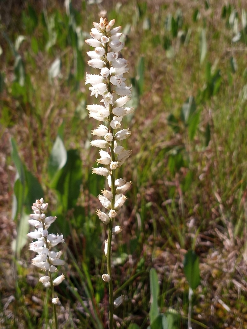 White Colicroot photo 5