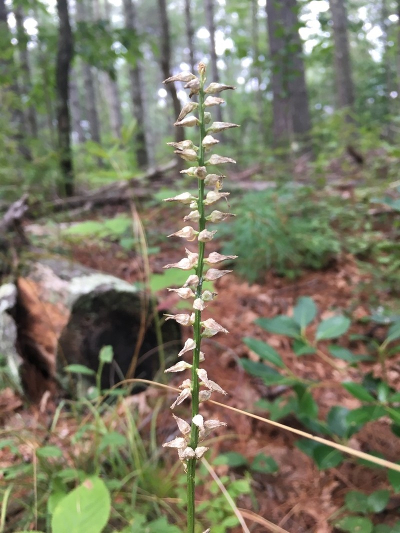 White Colicroot photo 6