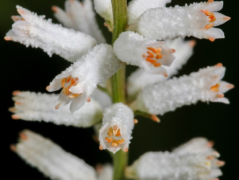 White Colicroot photo 7