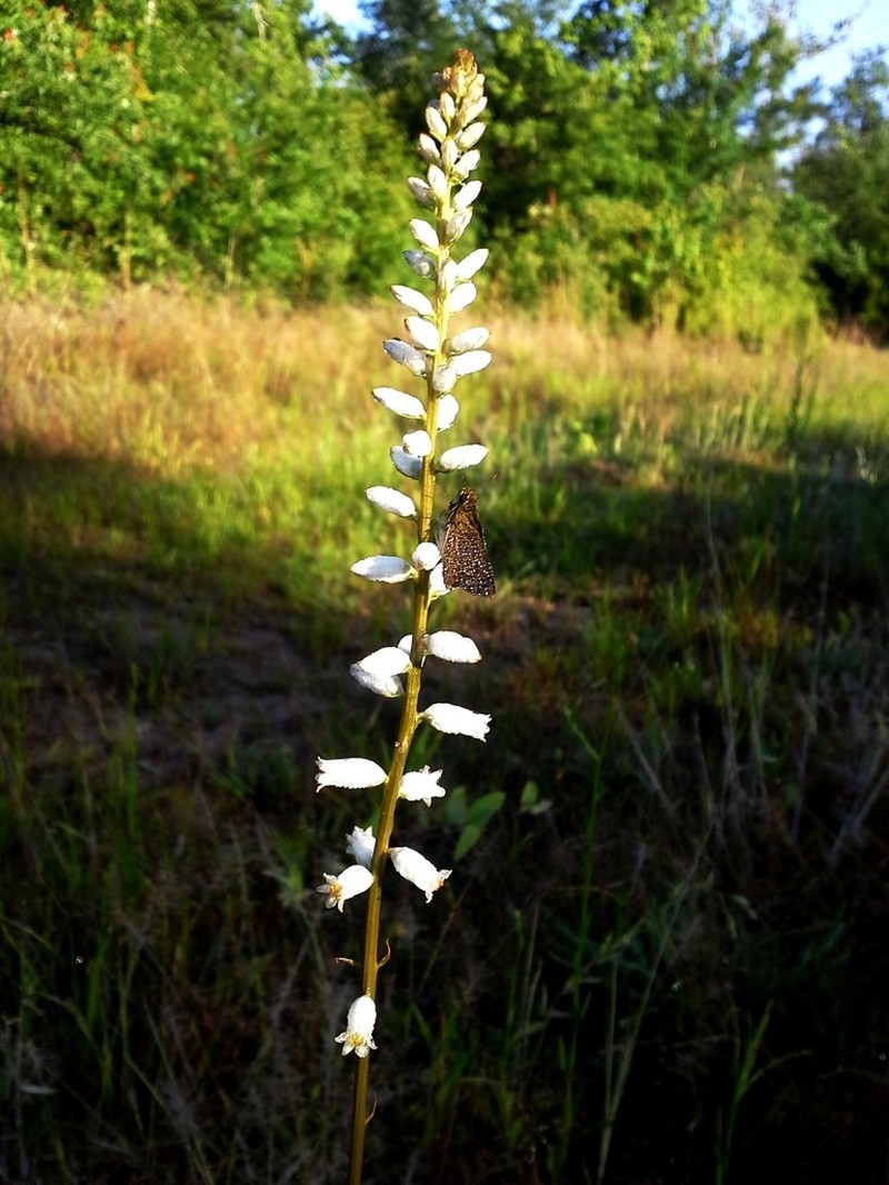 White Colicroot photo 8