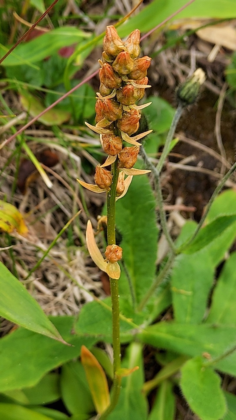 Aletris foliata