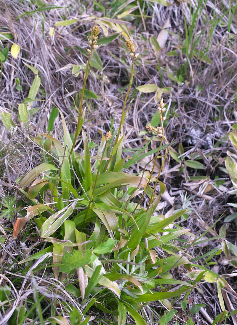 Aletris foliata photo 2