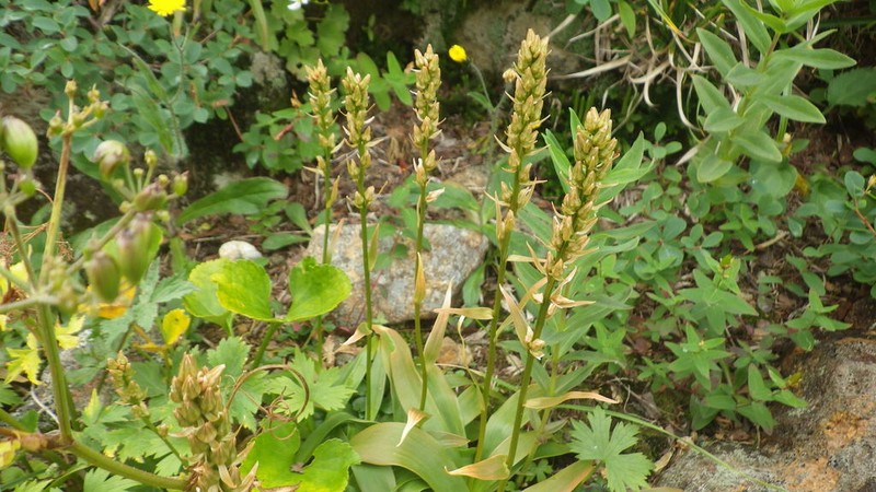 Aletris foliata photo 3
