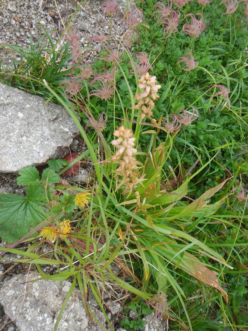 Aletris foliata photo 4