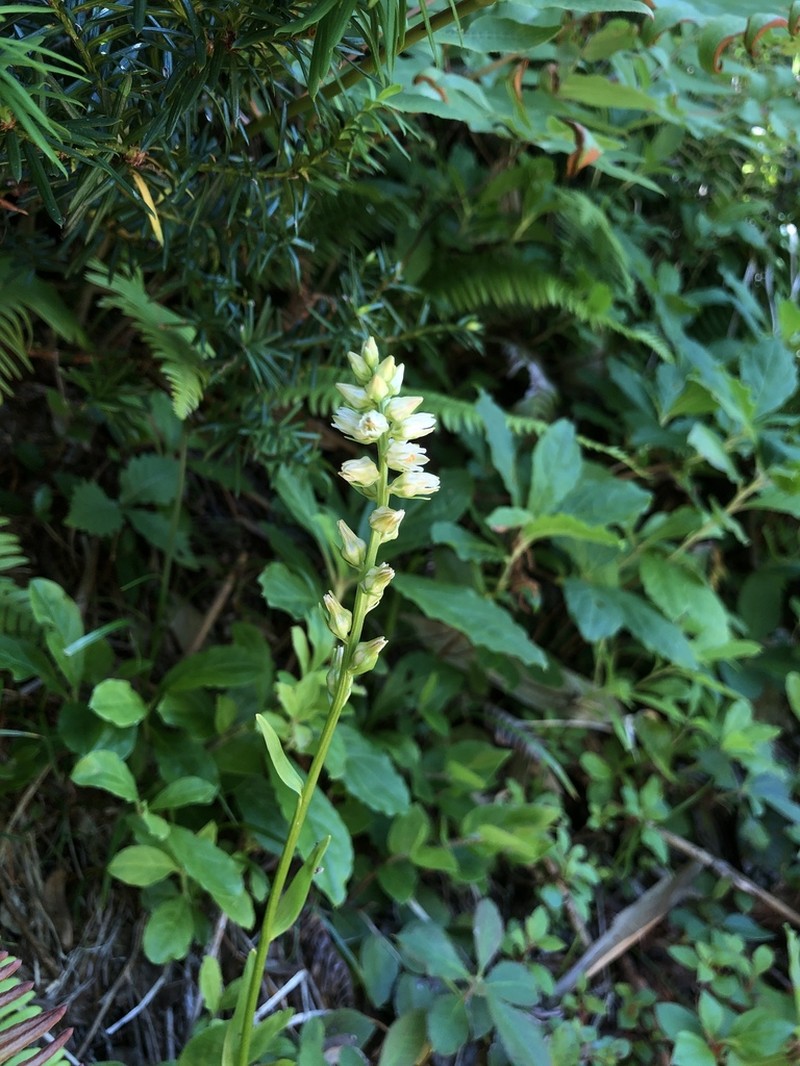 Aletris foliata photo 5