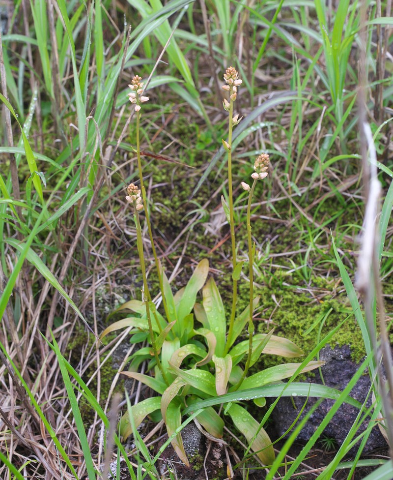 Aletris foliata photo 6