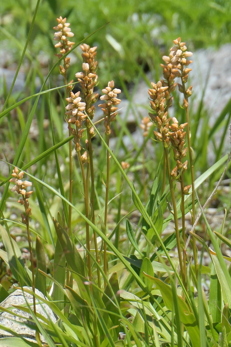 Aletris foliata photo 7