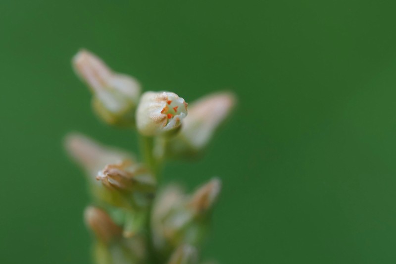 Aletris foliata photo 8