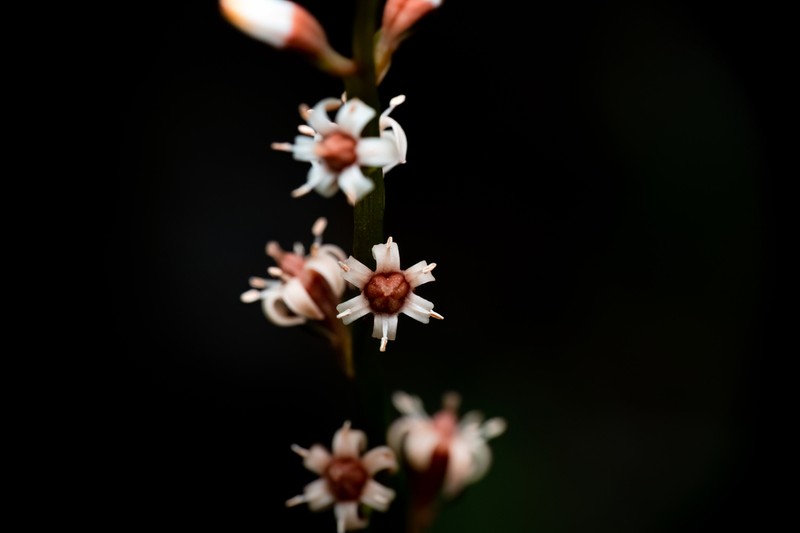 Aletris foliolosa photo 2