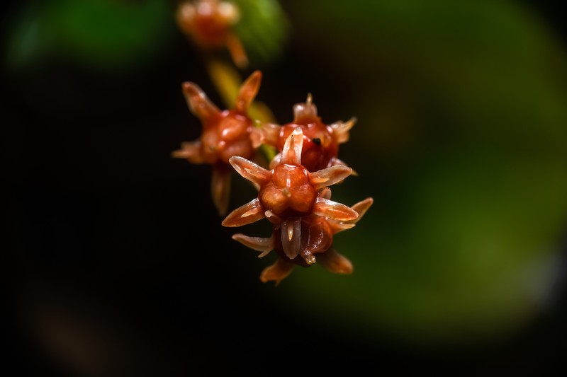 Aletris foliolosa photo 4