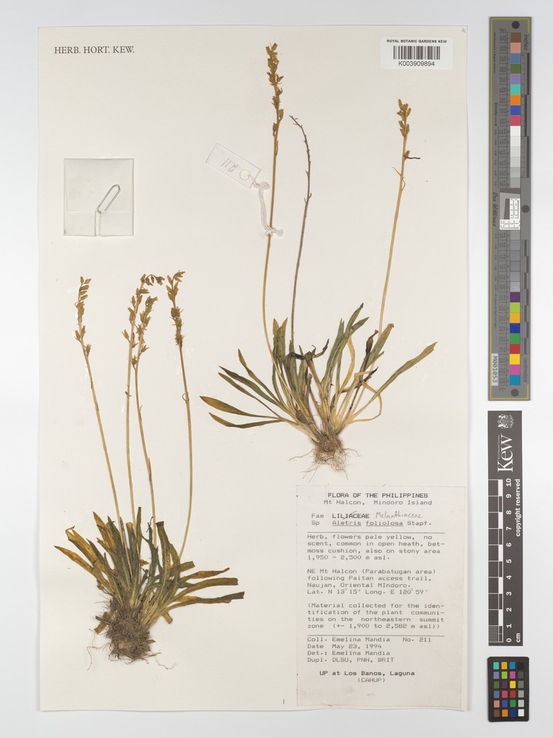 Aletris foliolosa photo 5