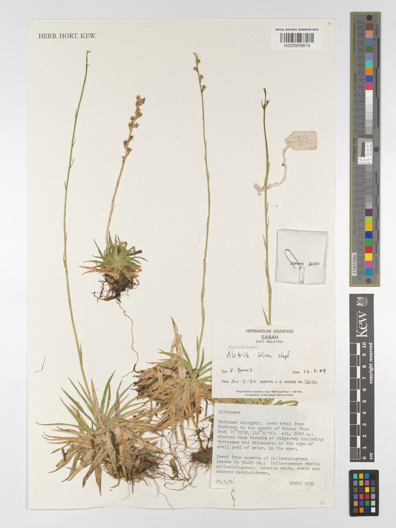 Aletris foliolosa photo 6