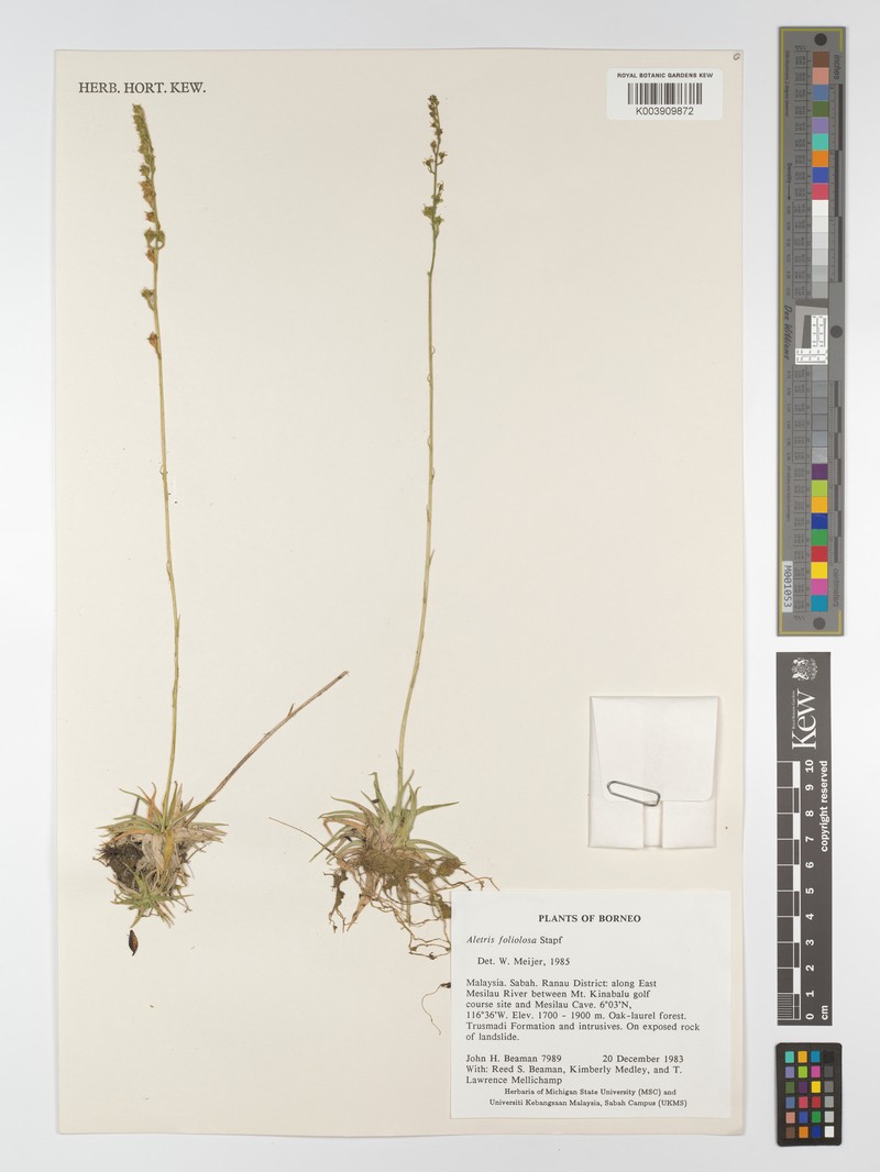 Aletris foliolosa photo 7