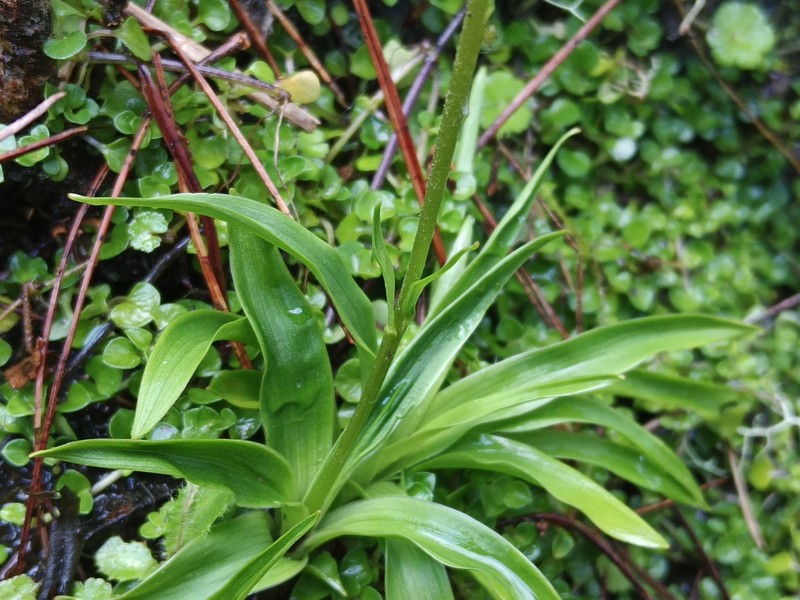 Aletris glabra
