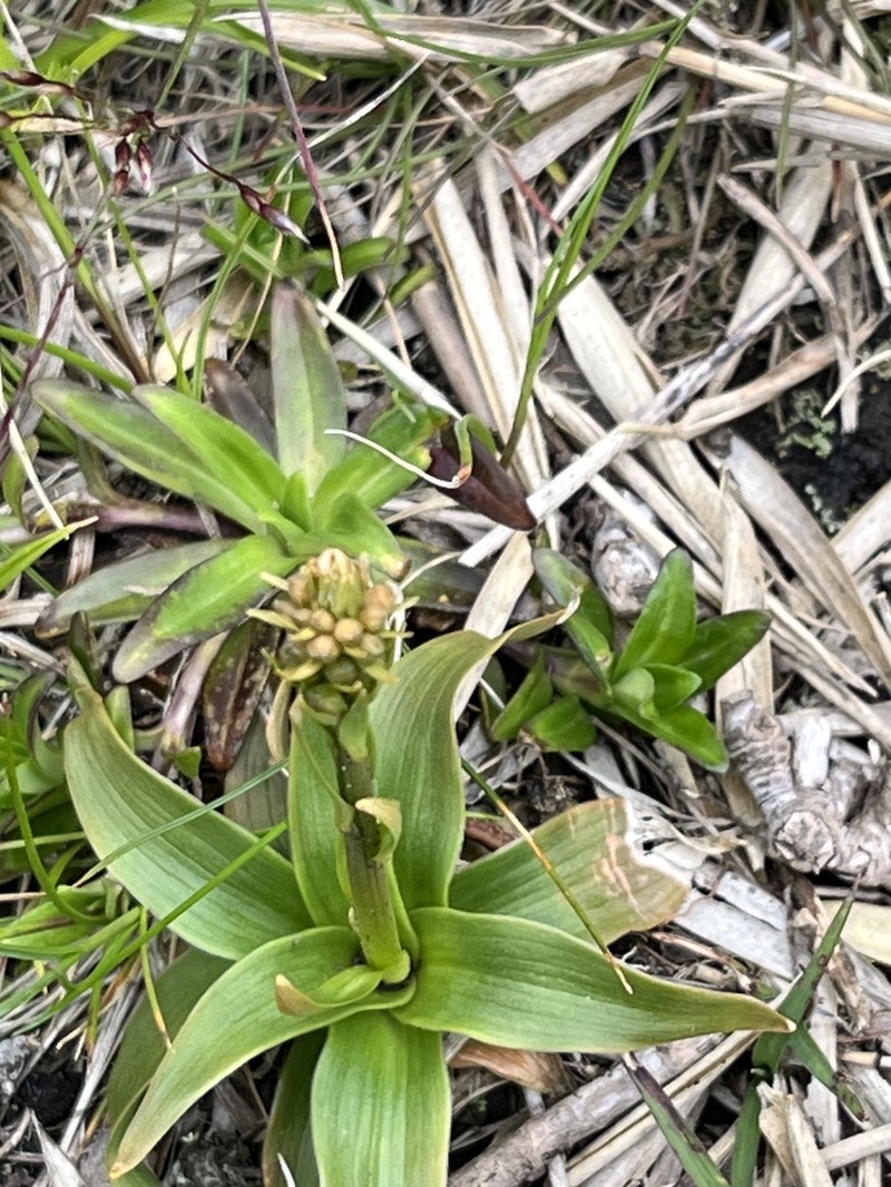Aletris glabra photo 2