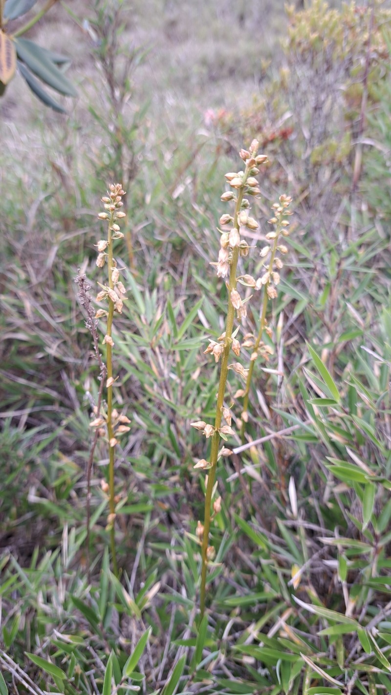 Aletris glabra photo 3