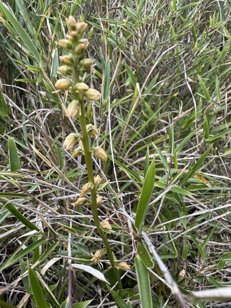 Aletris glabra photo 4