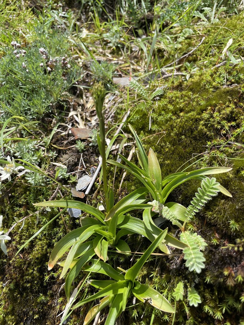 Aletris glabra photo 5