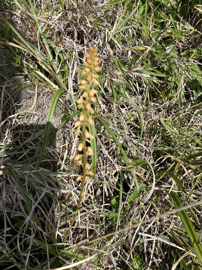 Aletris glabra photo 6