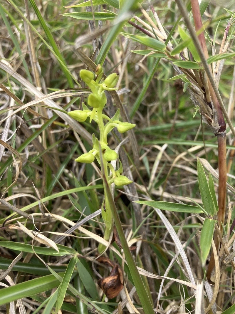 Aletris glabra photo 7