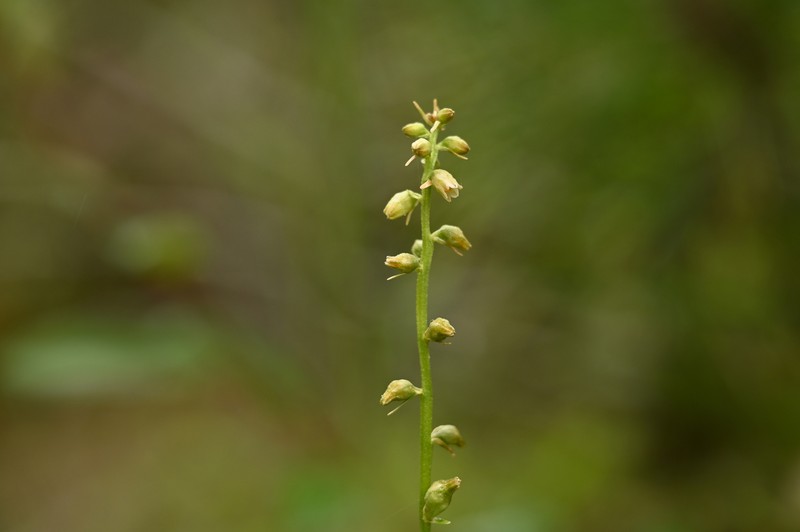 Aletris glabra photo 8
