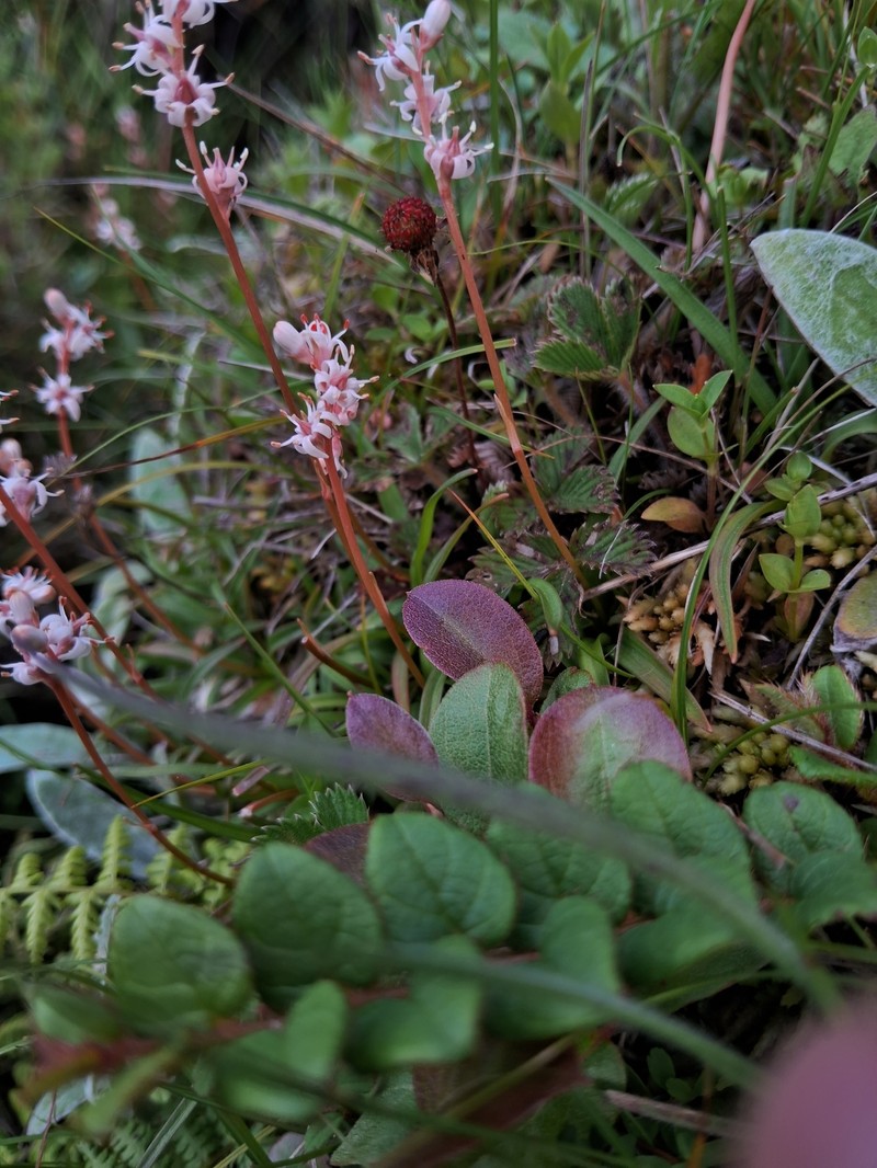 Aletris gracilis