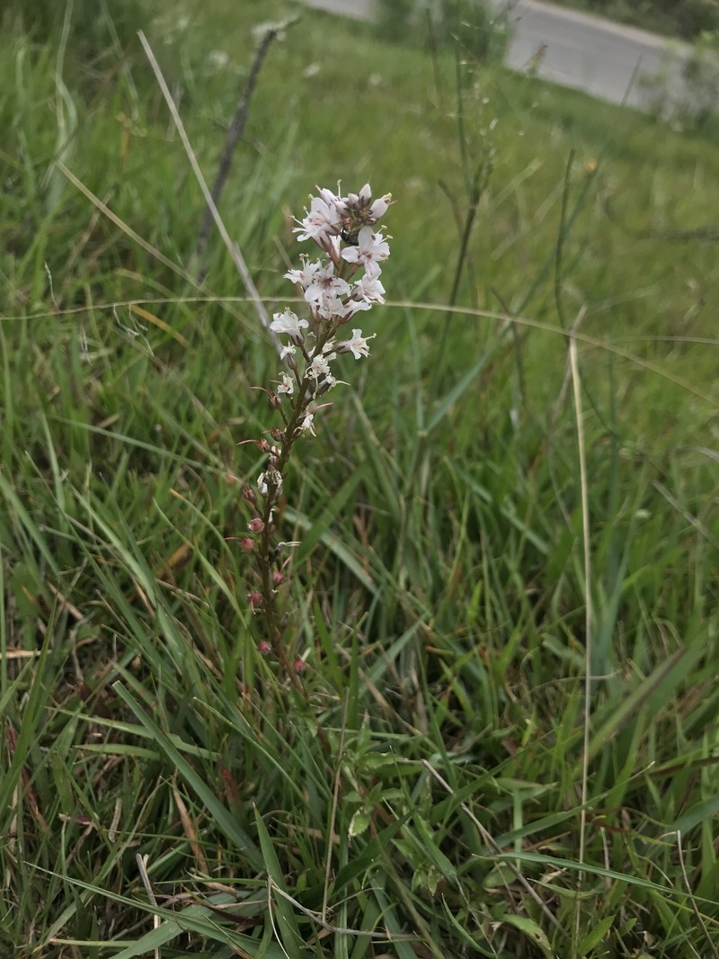 Aletris gracilis photo 2